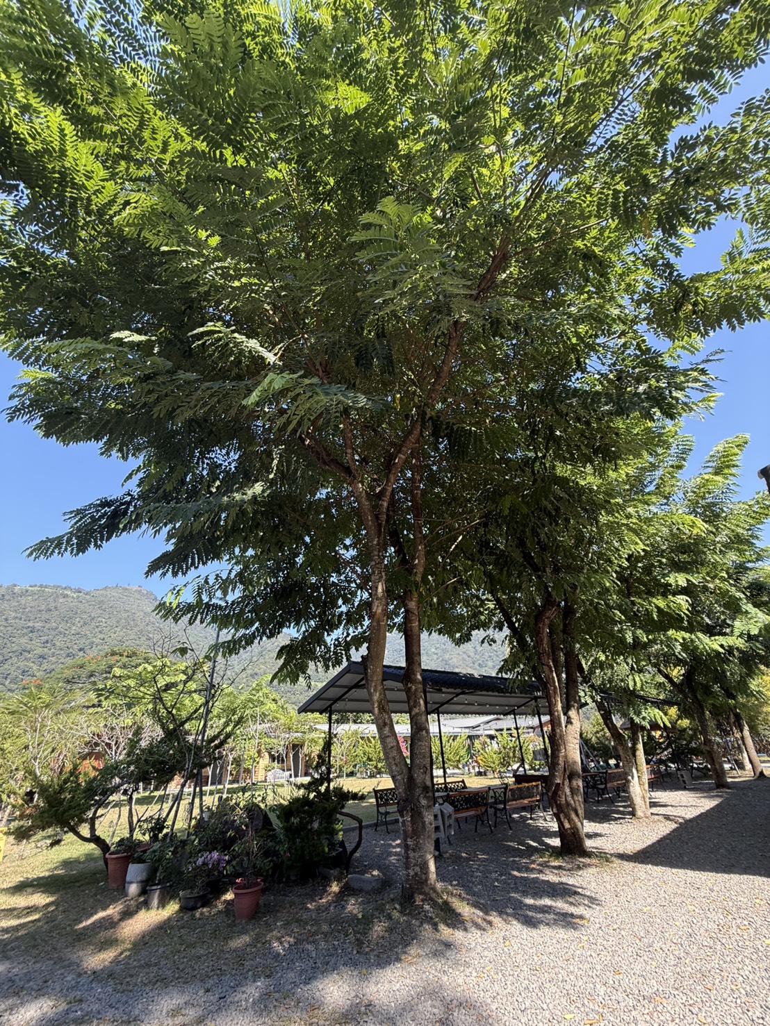 藍天大樹下的園區用餐涼棚