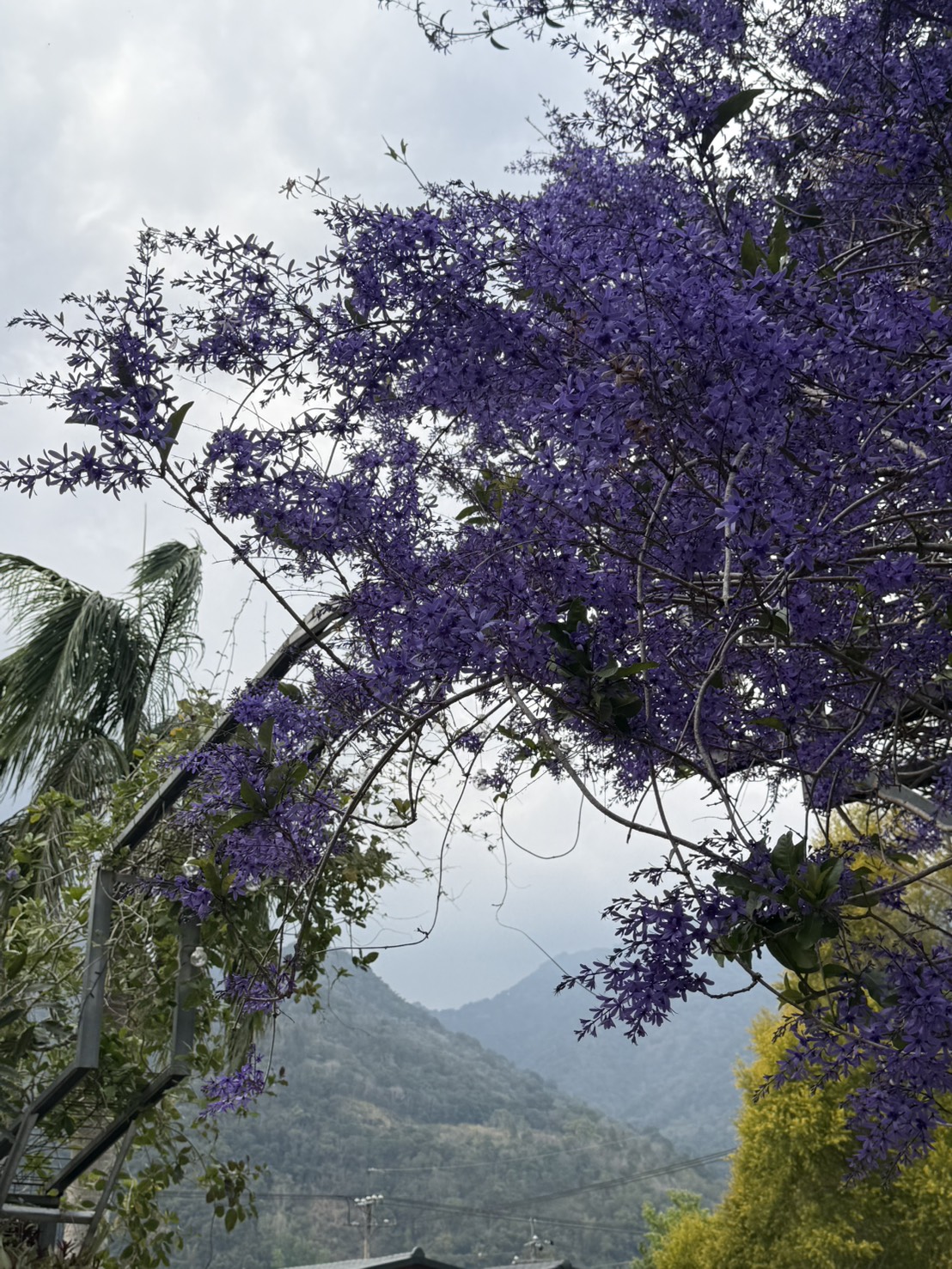園區盛開的紫色錫葉藤與山景